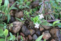 Spermacoce articularis